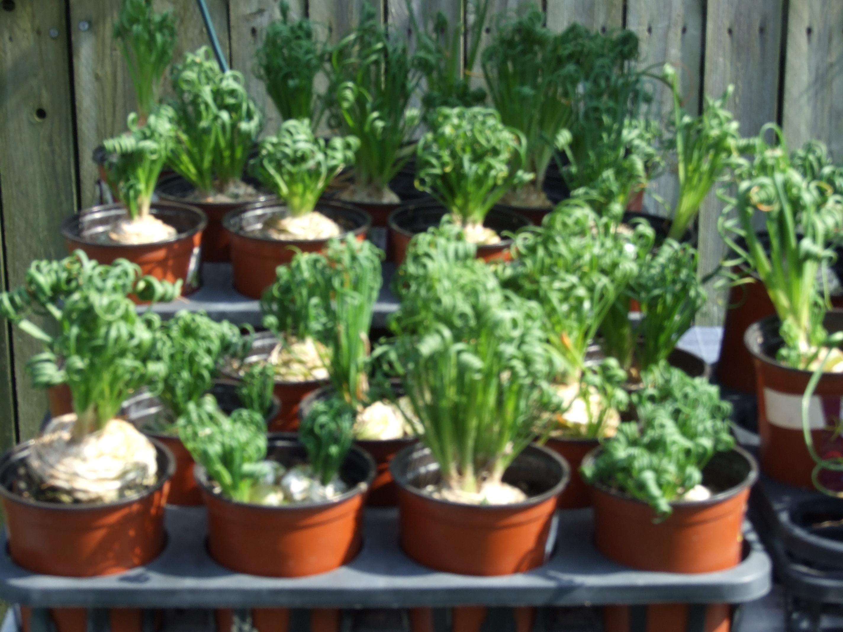 Albuca spiralis 'Frizzle Sizzle'